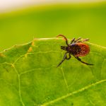 brown spider on green leaf